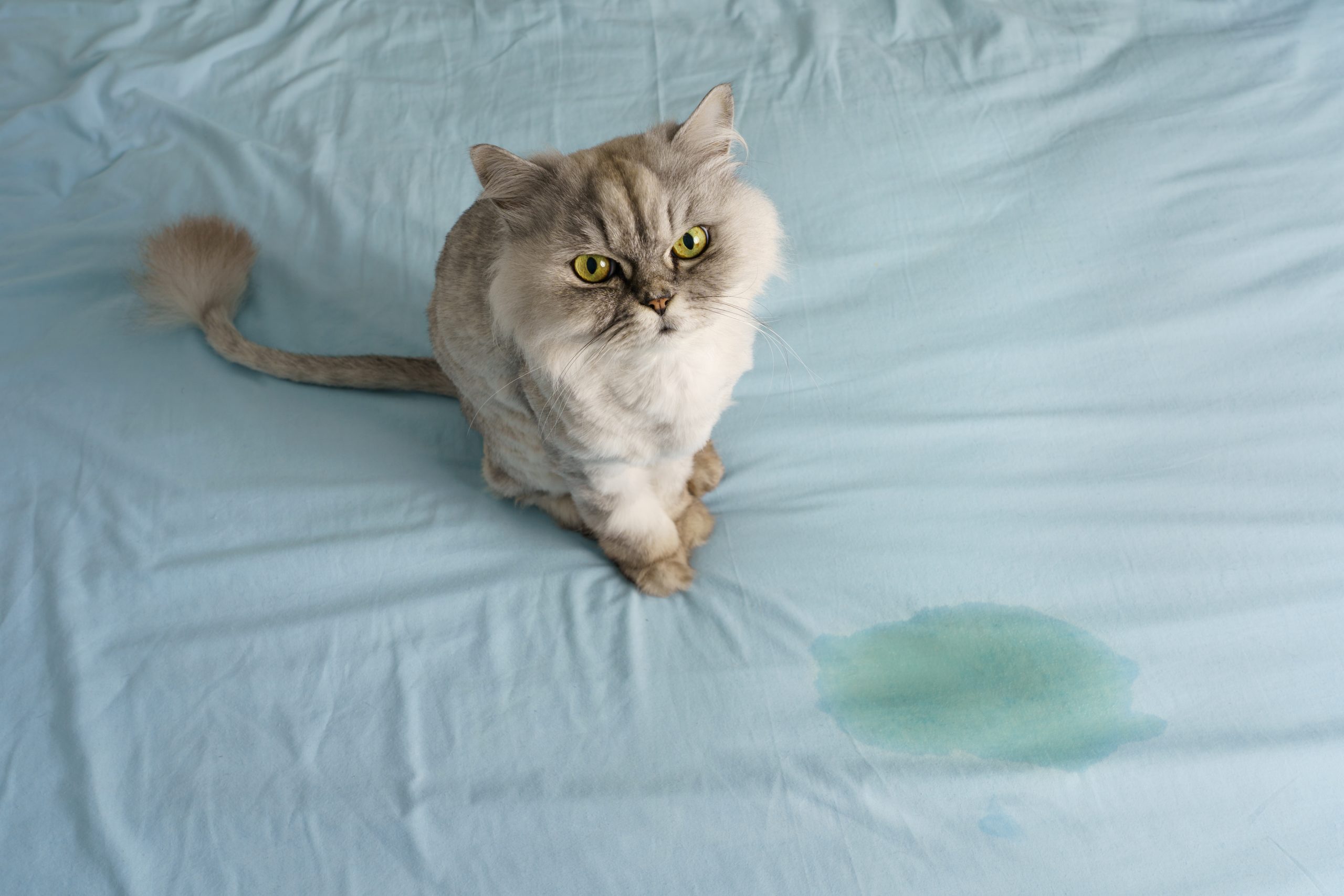 Mon chat fait pipi sur le lit : 5 astuces pour qu’il soit propre