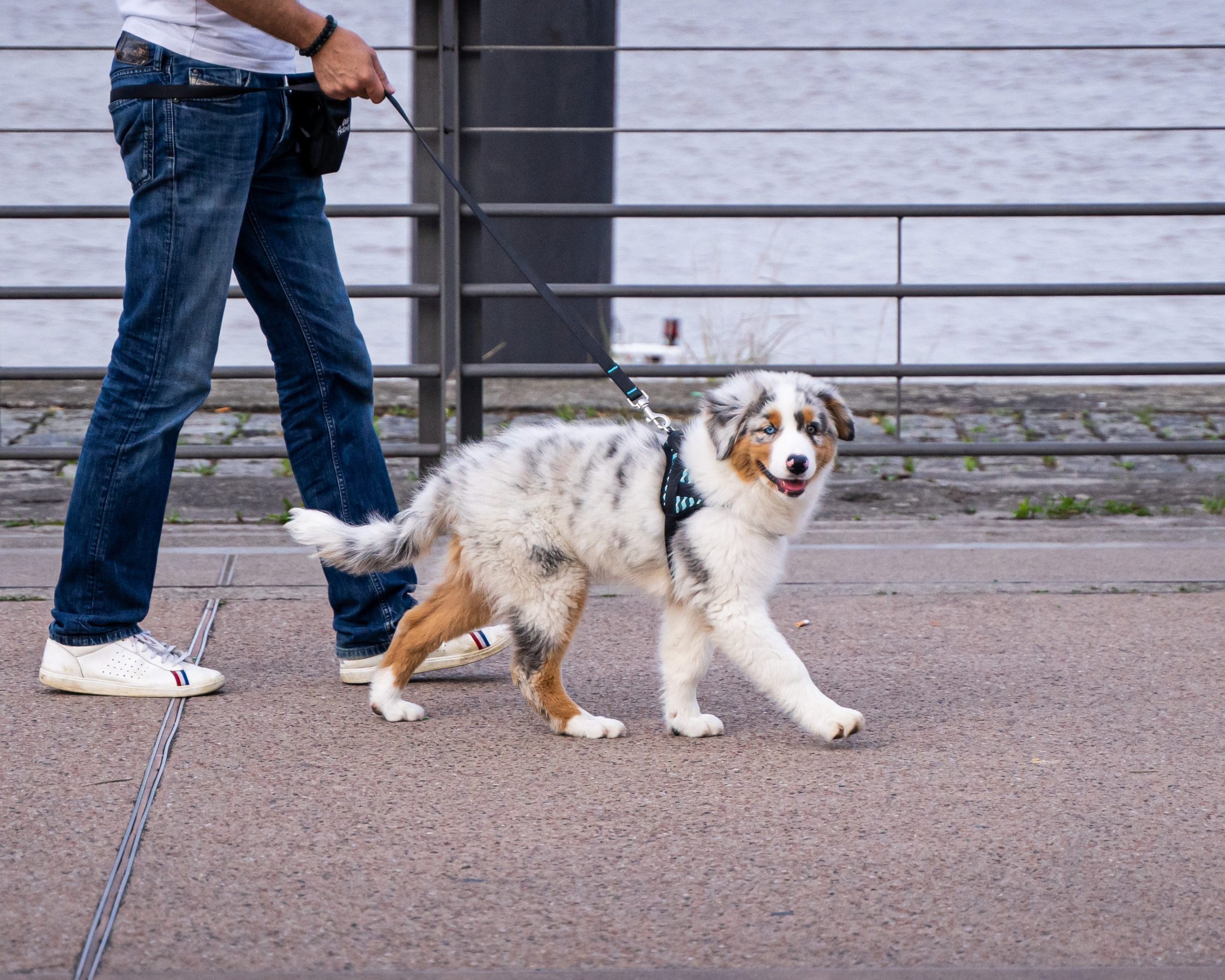 Les 9 meilleurs comportementalistes canins à Toulouse