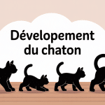 Illustration développement chaton semaine par semaine étapes clés