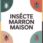 illustration insecte marron maison différents recoins