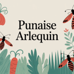 punaise arlequin nuisible ou pas sur apiacées en jardin