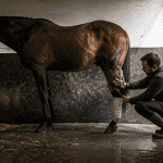 cheval qui engorge membre postérieur inspecté