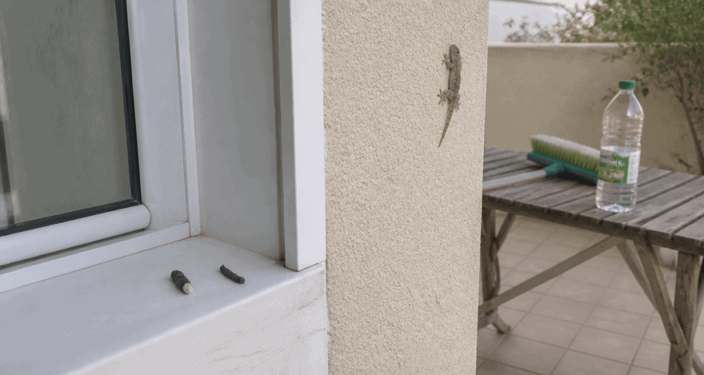 crotte de tarente sur rebord de fenêtre pvc