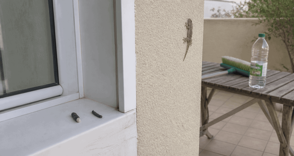 crotte de tarente sur rebord de fenêtre pvc