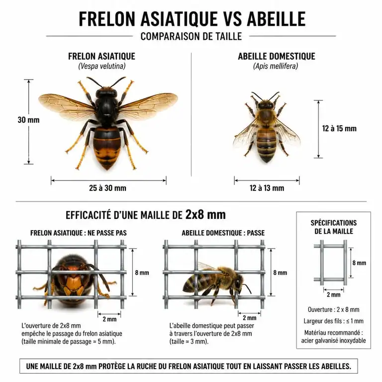 Schéma comparatif de la maille du filet anti frelon asiatique pour ruche