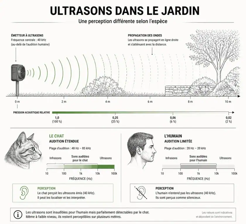 Schéma explicatif de la propagation des ultrasons pour chat et perception humaine