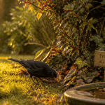 merle dans mon jardin signification biodiversité renouveau