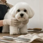 Coton de tulear coupe nounours, toiletteur tient le chien peluche