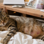 Dure gestation chat : suivi 63 jours, carnet et dates 58–72