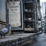 Durée de vie pigeon : pigeon urbain en rue, rue et volière