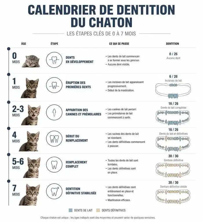 Infographie du calendrier de perte des dents de lait chez le chaton