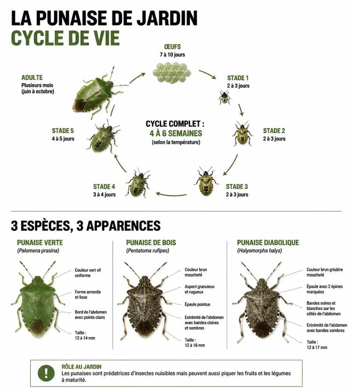 Infographie comparative des espèces de punaises de jardin et leur cycle de vie pour aider à l'identification.