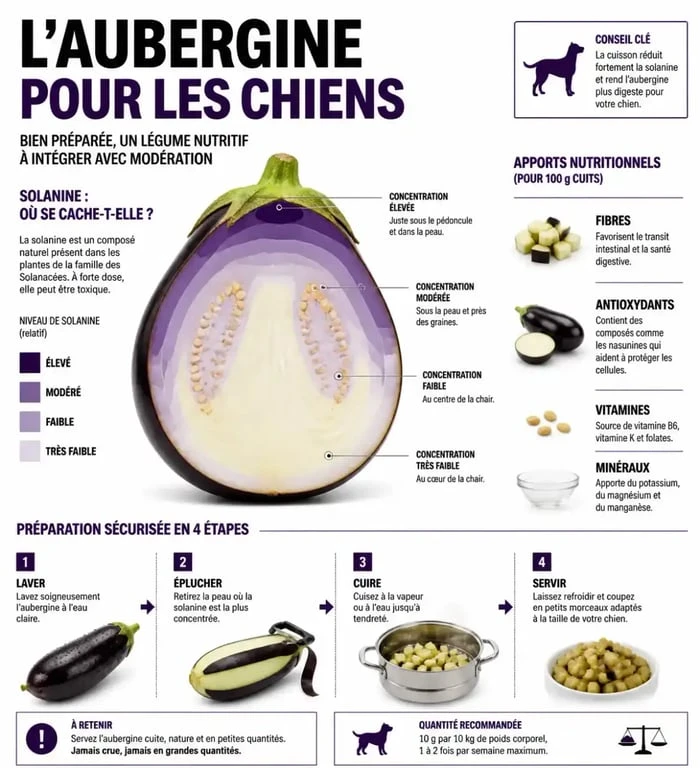 Infographie sur les risques et bienfaits de l'aubergine pour chien, expliquant la préparation sécurisée et la toxicité de la solanine.