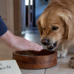 Golden retriever dangereux montrant les dents près de sa gamelle