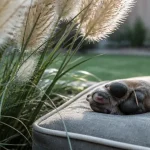 Herbe de la pampa danger chien : touffe au jardin, trace d’irritation