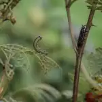 Mouche à scie larve et adulte sur feuille
