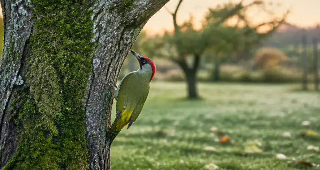 oiseau vert tete rouge sur tronc de pommier