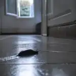 Petite limace noire maison avance sur carrelage