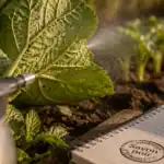 Puceron courgette sur revers de feuilles, contrôle naturel