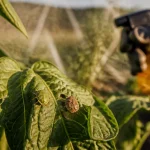 Punaise de jardin sur feuille de tomate dans un potager