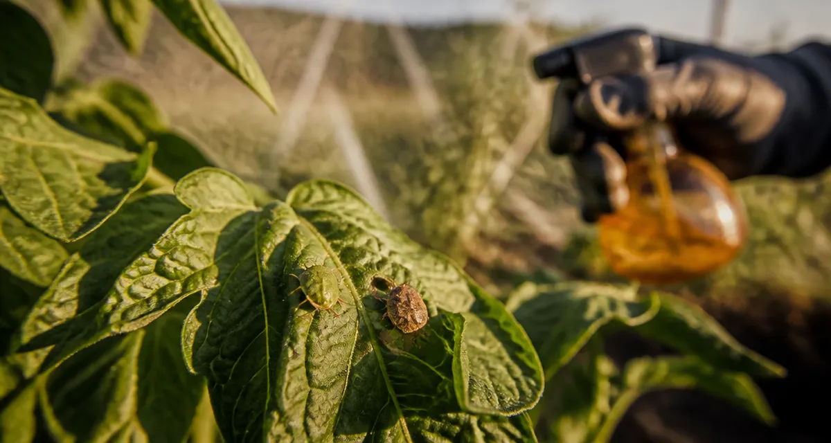 Punaise de jardin sur feuille de tomate dans un potager