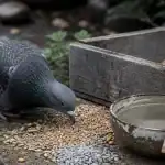 Que mangent les pigeons : pigeon mange des graines et du grit