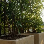 Brise vue plante feuillage persistant sur terrasse urbaine avec treillis.