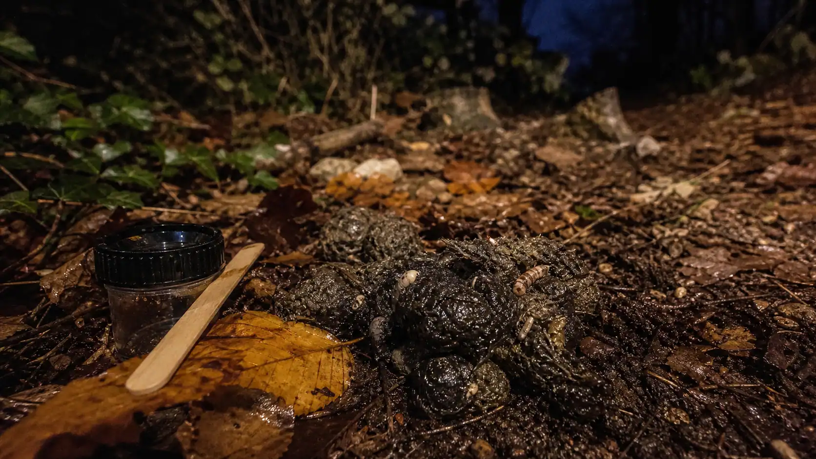 Crottes d’animaux nocturnes au pied d’une haie, indices au jardin