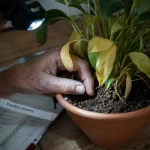 Feuille jaunissent : plante en pot avec feuilles jaunes