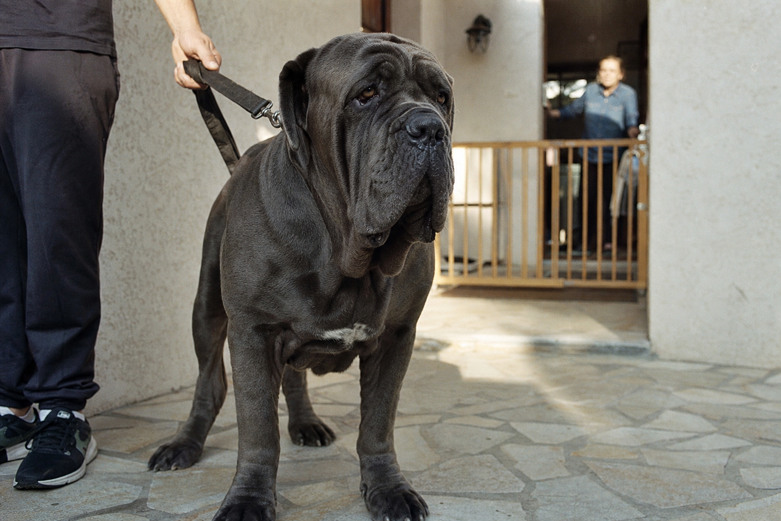 Mâtin de Naples dangereux : chien massif en laisse courte