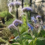 Plantes mellifere : phacélie et bourrache en fleurs, abeille domestique