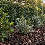 Clôture plante : haie dense de laurier-tin/éléagnus pour cacher rapidement le jardin